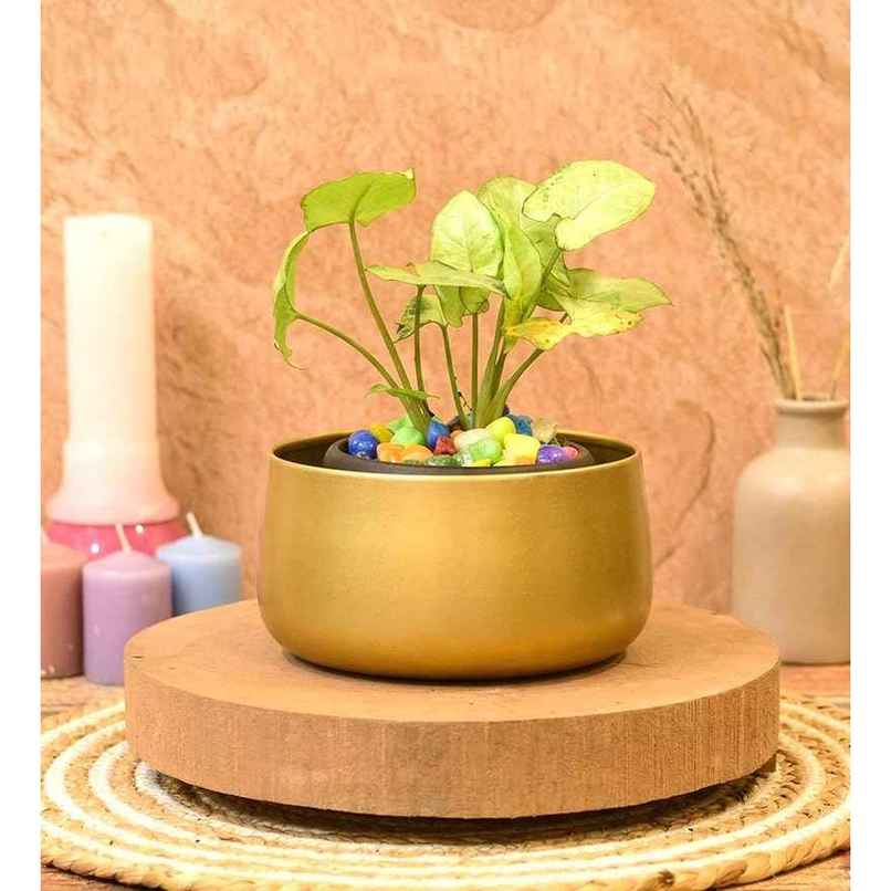 CasaCraft Pepperfry Tanner Gold Iron Planter Pot Round Decorative Rust-Resistant for Indoor Plants CasaCraft Pepperfry Tanner Gold Iron Planter Pot Round Decorative Rust-Resistant for Indoor Plants