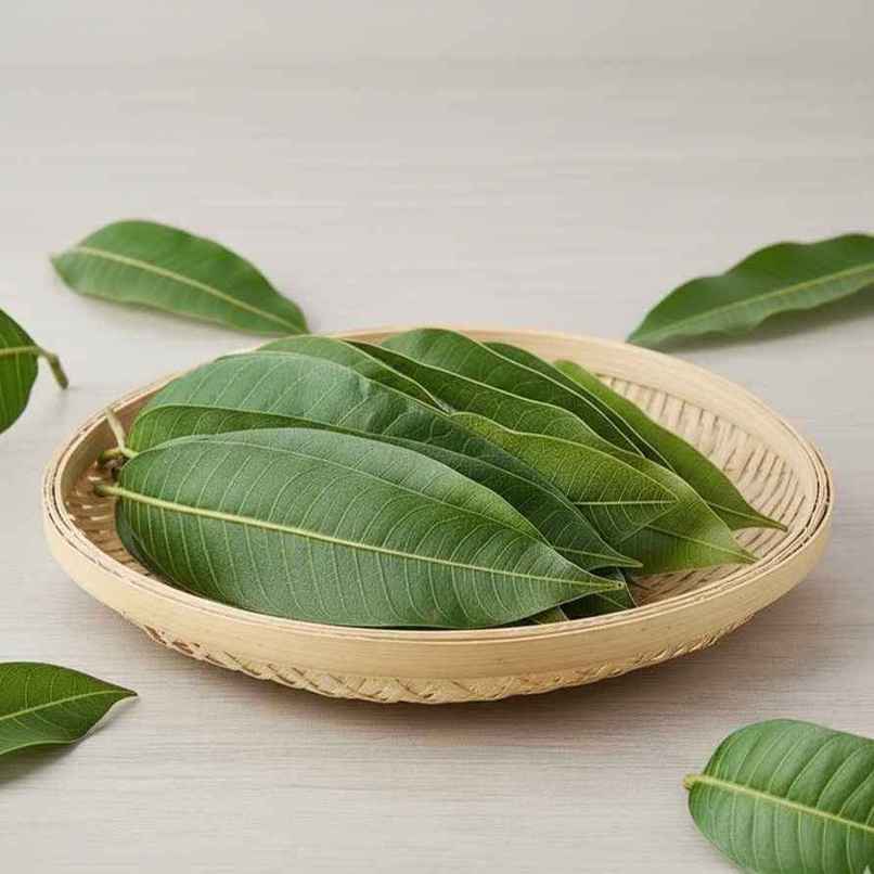 Mango Leaves Mango Leaves