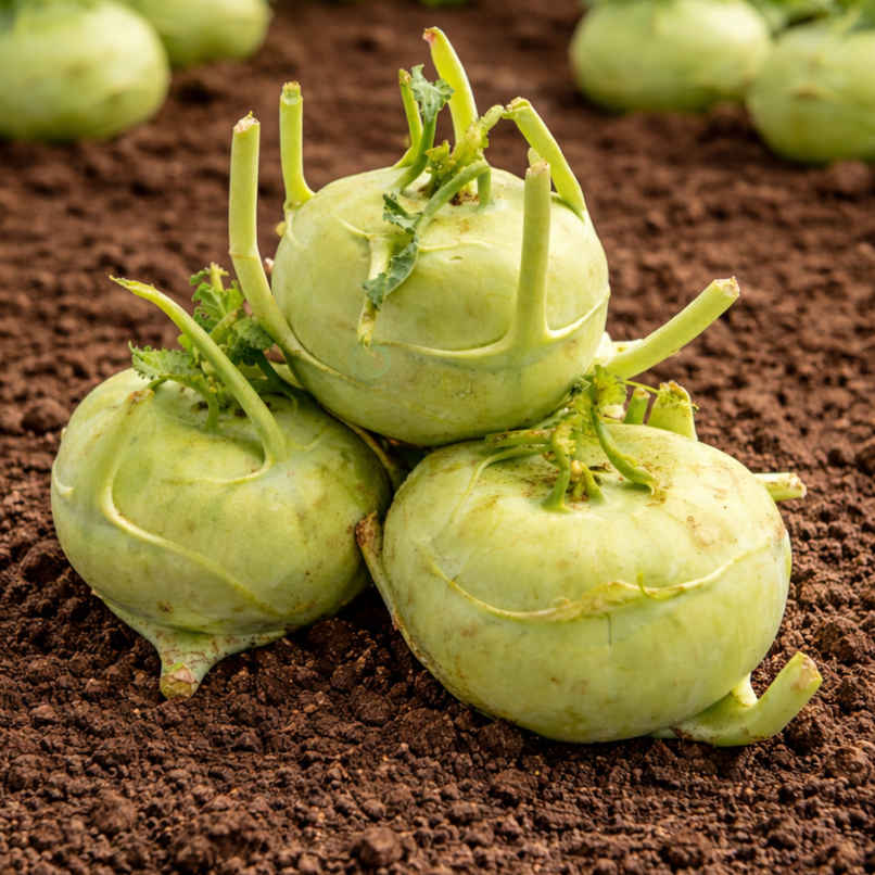 Organically Grown Knol Khol