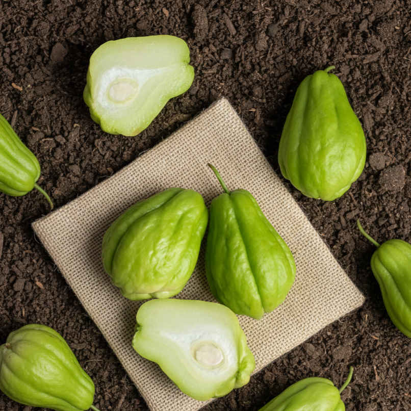 Organically Grown Chow Chow