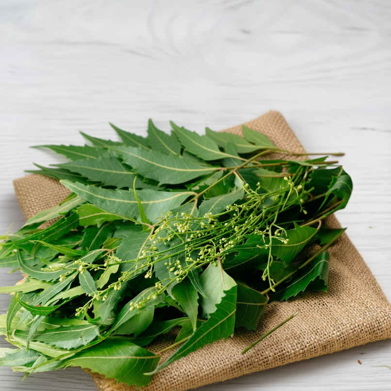 Neem Leaves with flowers