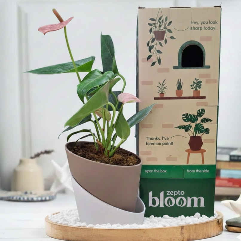 Bloom Anthurium Pink Plant