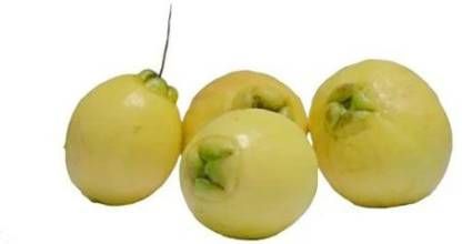 Paneer Guava