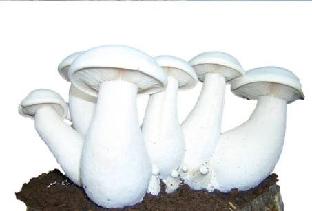 Mushroom Milky