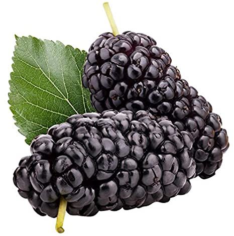 Mulberry