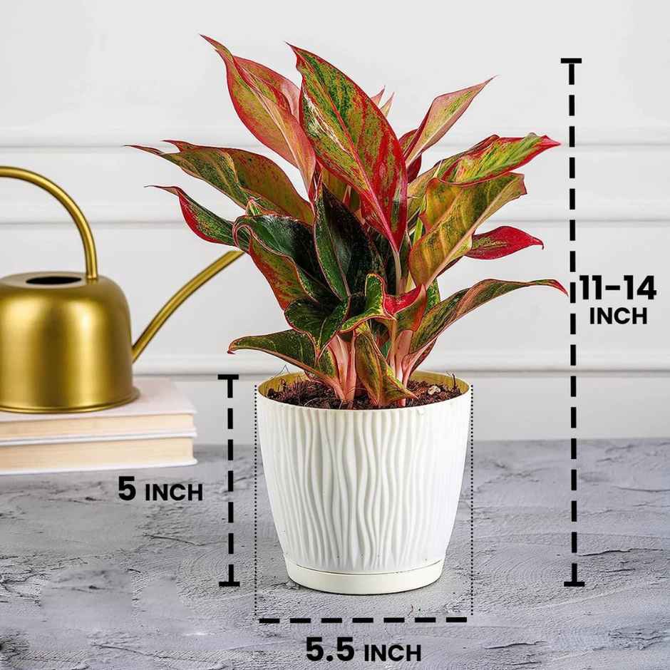 Nurturing Green - Self Watering Pots for Plants | Set of 10 | Ivory | Size: 14cm x 12.5cm