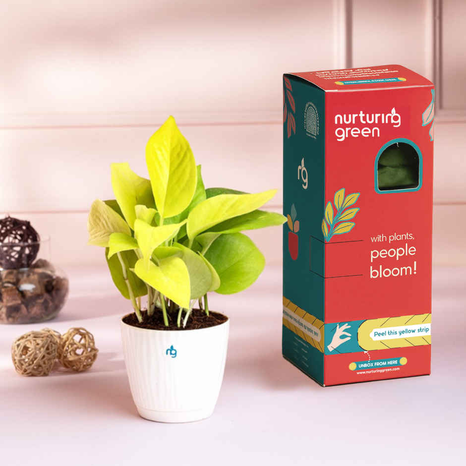 Nurturing Green - Combo of 3 Tabletop Live Plants for Home Décor