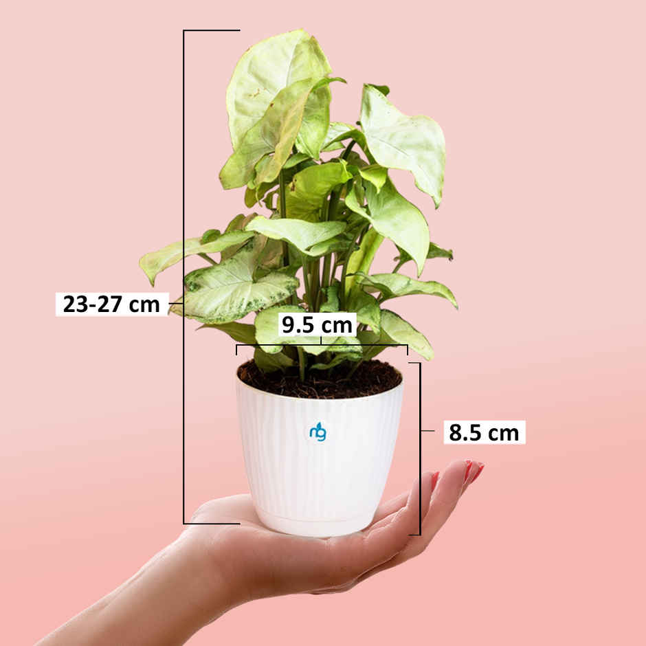Nurturing Green - Syngonium White Plant in Self Watering Pot (Ivory, 9.5cm x 8.5cm) | Live Plants