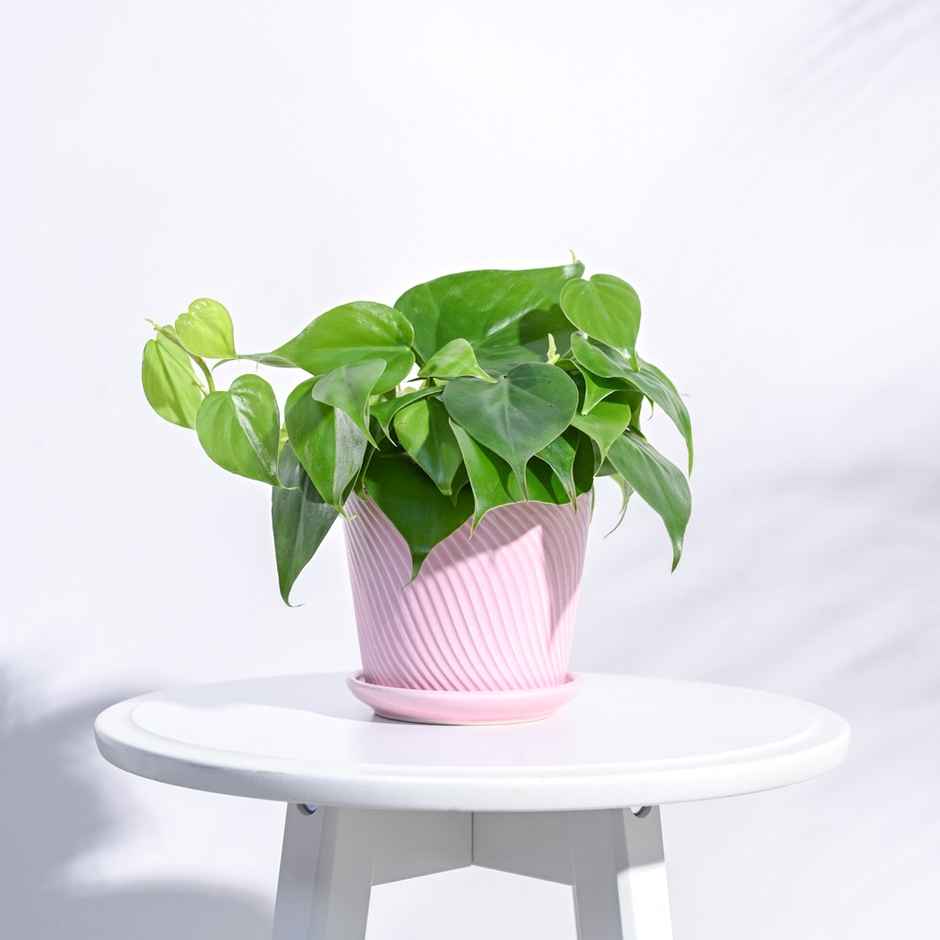 Ugaoo Spiro Ceramic Crepe Pink Gardening Pot - 4 Inch