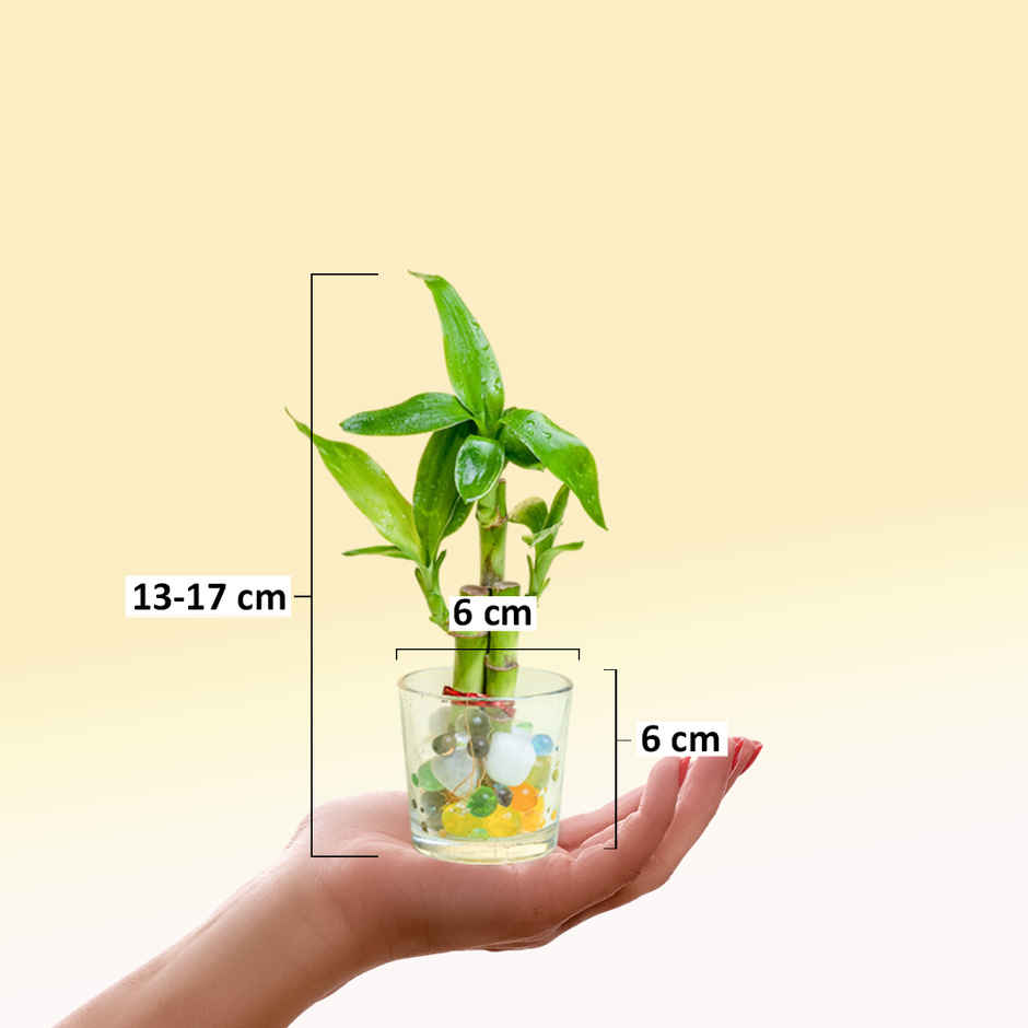 Nurturing Green - Lucky Bamboo Plant (3-Stems) in Glass Pot (6cm x 6cm) | Good Luck Plant Gift