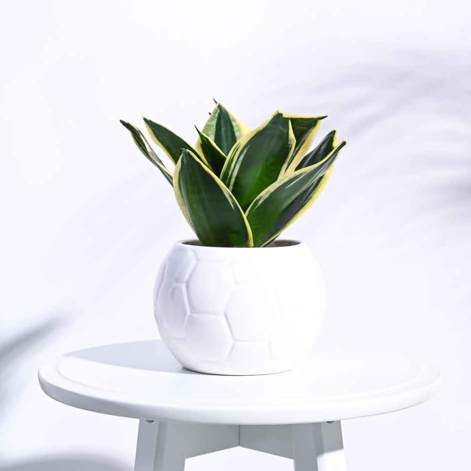 Uagoo Football Ceramic Pot (White)