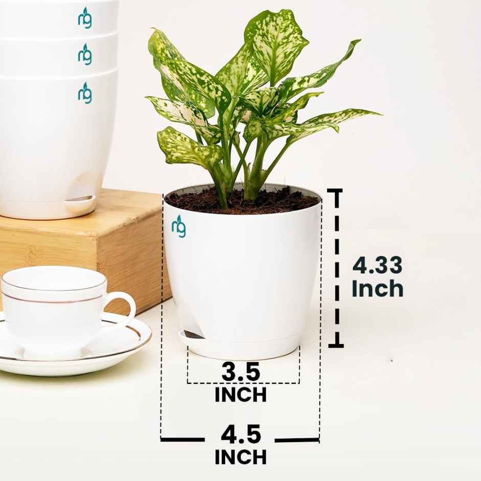 Nurturing Green - Self Watering Pots for Plants | Set of 10 | White | Size: 11.5cm x 11cm