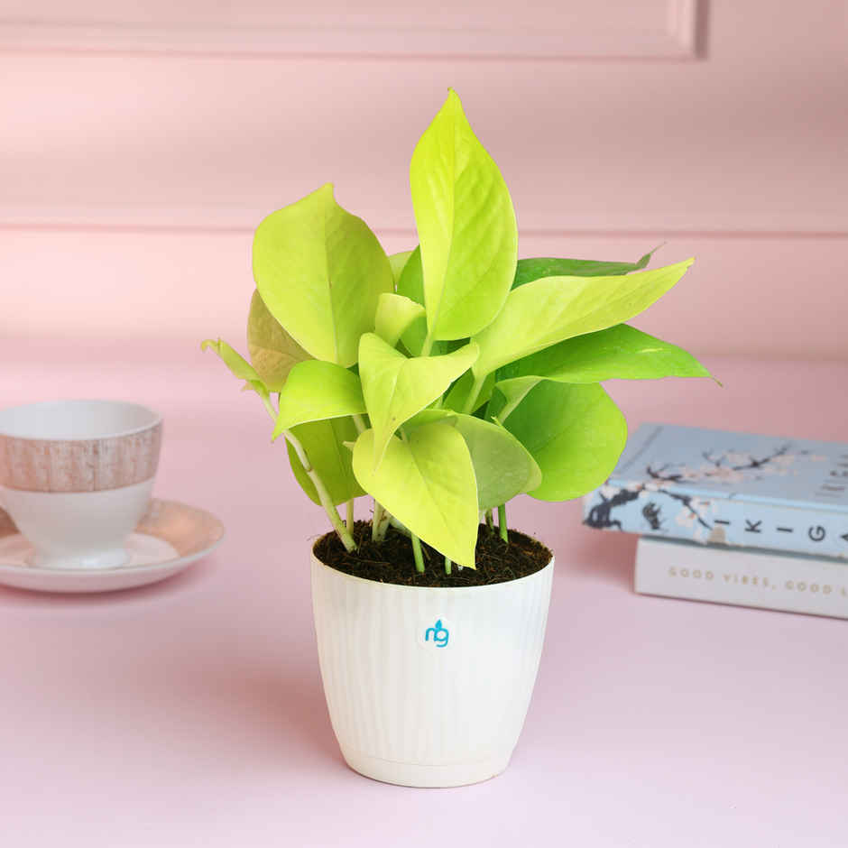 Nurturing Green - Combo of 3 Tabletop Live Plants for Home Décor