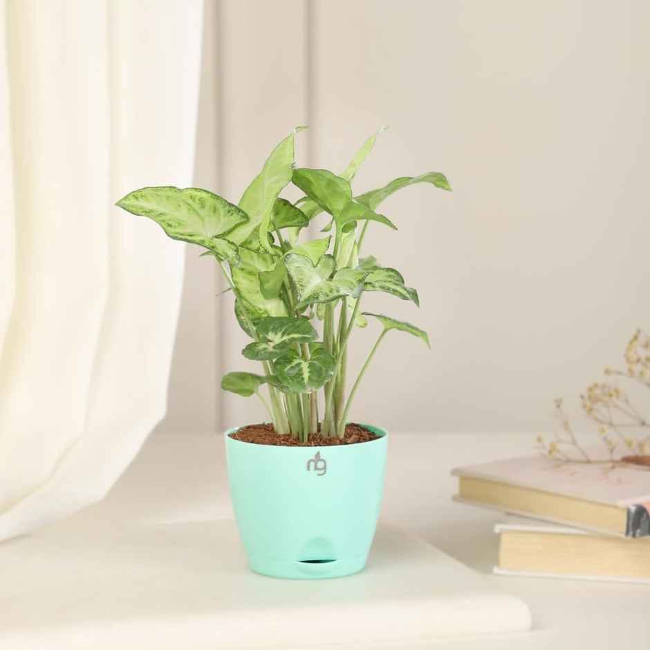 Nurturing Green - Self Watering Pot | Set of 1 | Sea Green | Size: 8cm x 6.5cm | Plastic Flower Pot