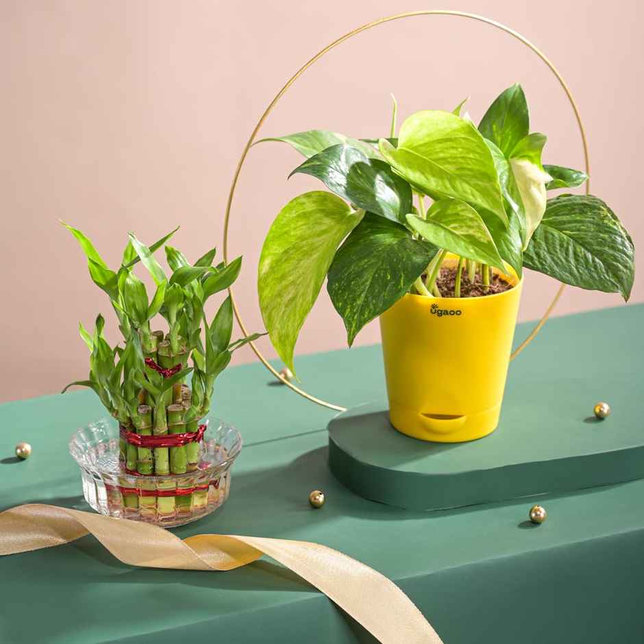 Ugaoo Money Plant Variegated With Self Watering Yellow Pot(1pc) & Ugaoo Two Layer Bamboo Plant(1pc) Combo