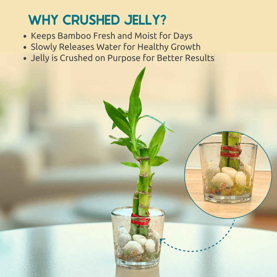 Nurturing Green - Lucky Bamboo Plant (3-Stems) in Glass Pot (6cm x 6cm) | Good Luck Plant Gift