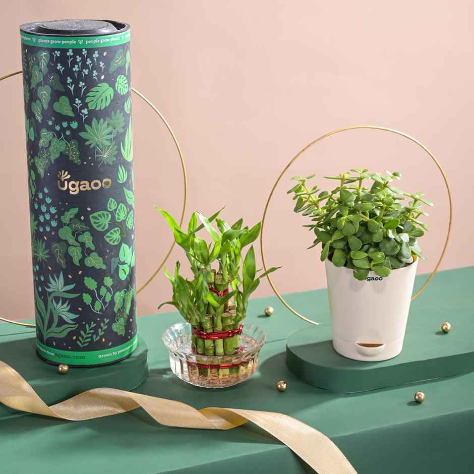 Ugaoo Two Layer Bamboo Plant(1pc) & Ugaoo Jade Plant With Self Watering Ivory Pot(1pc) Combo