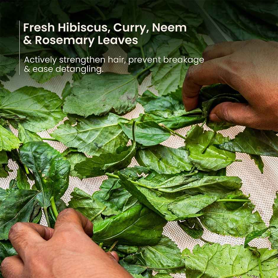 Nat Habit Anti-Hair Fall Rosemary Shampoo (250ml) & Nat Habit Anti-Hair Fall Rosemary Conditioner For Women & Men, Hair Tangle Control Sulphate (150ml) Combo