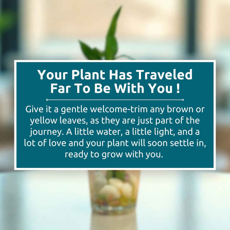 Nurturing Green - Combo of 3 Tabletop Live Plants for Home Décor