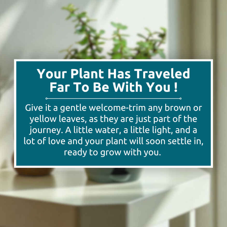 Nurturing Green - Jade Plant in Self Watering Pot (Black, 11.5cm x 11cm) | Lucky Plant Gift