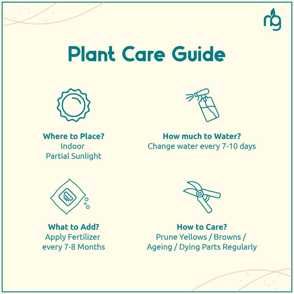 Nurturing Green - Combo of 3 Tabletop Live Plants for Home Décor