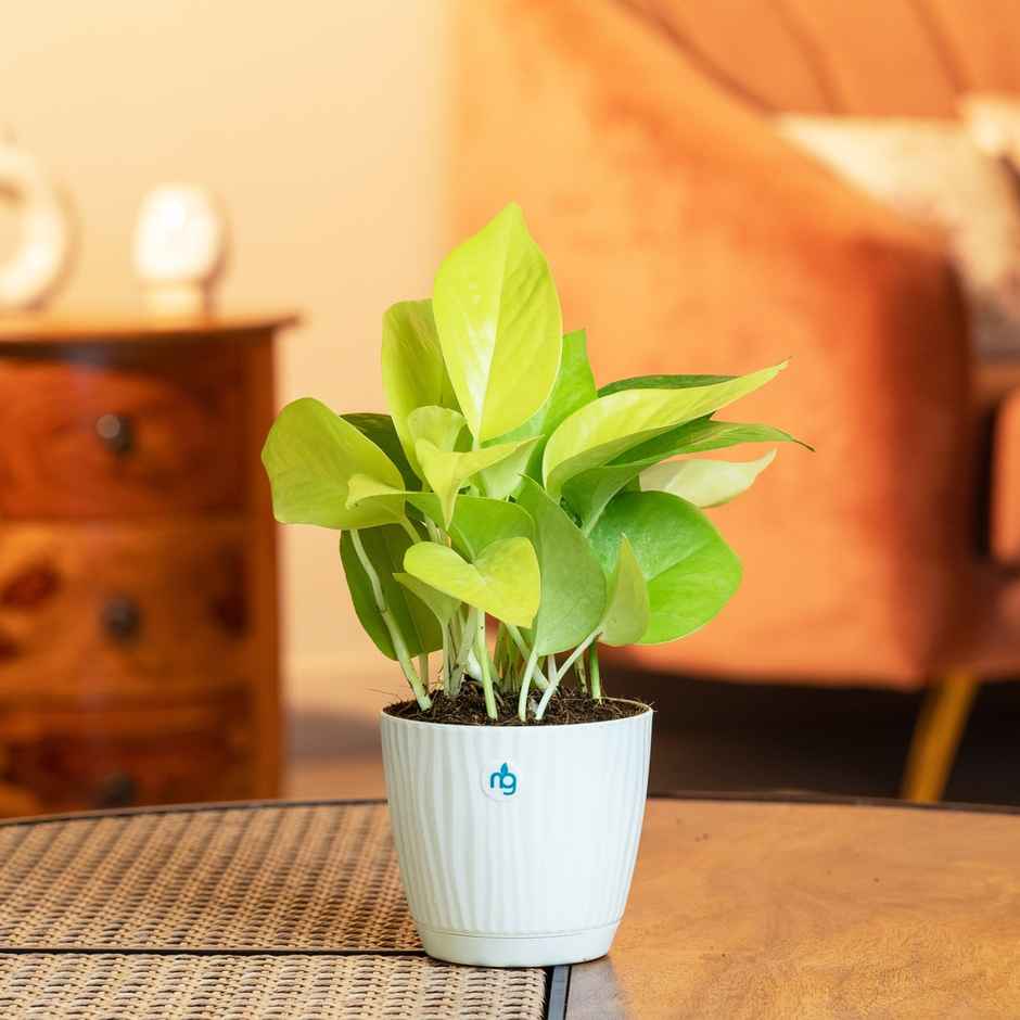 Nurturing Green - Combo of 3 Tabletop Live Plants for Home Décor