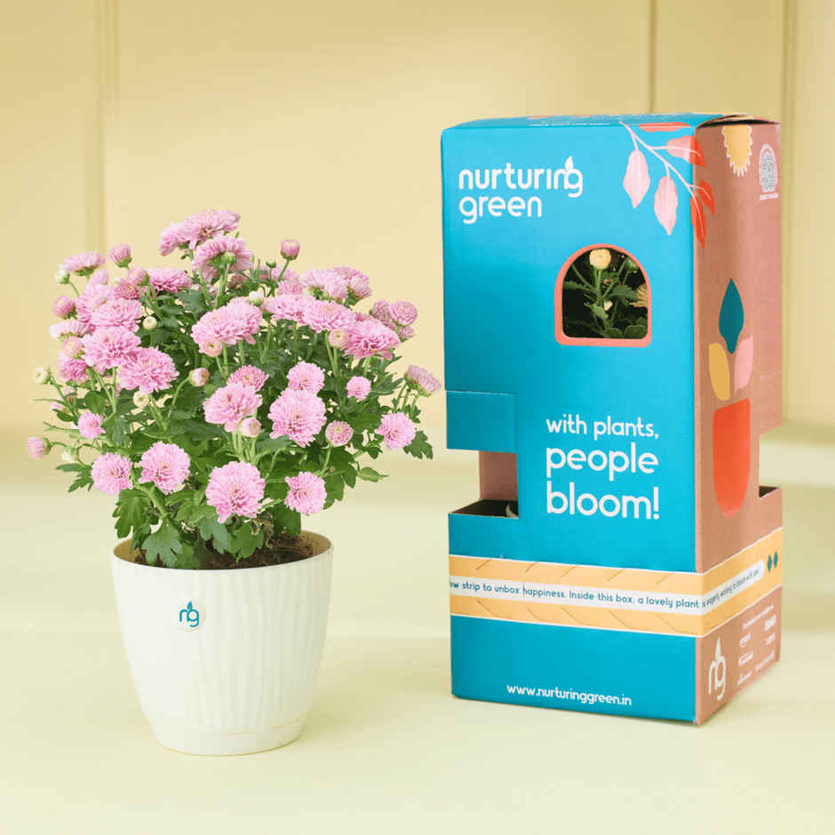 Nurturing Green Chrysanthemum Multiflora Light Pink Flowering Plant in Ivory Pot