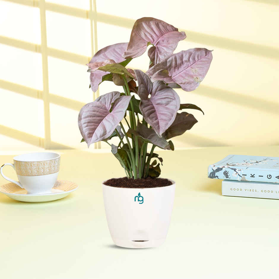 Nurturing Green - Syngonium Pink Plant in Self Watering Pot (Ivory, 8cm x 6.5cm) | Indoor Plants