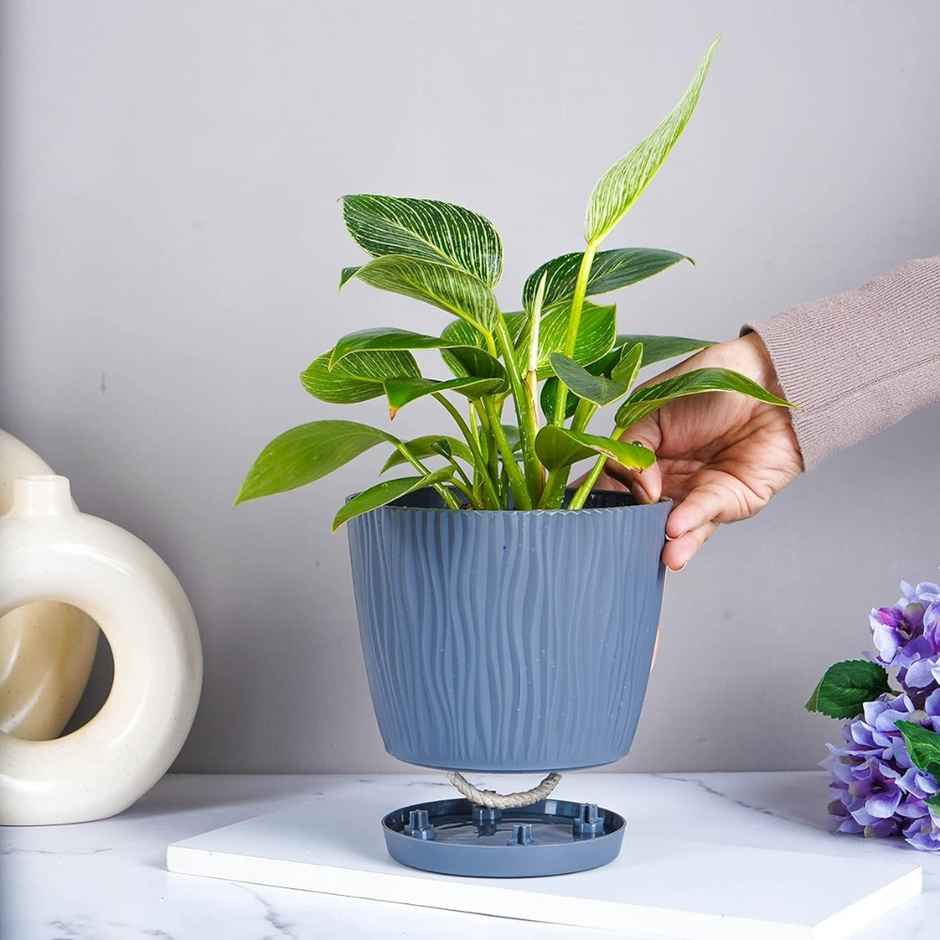 Nurturing Green - Self Watering Pots for Plants | Set of 10 | Grey | Size: 14cm x 12.5cm