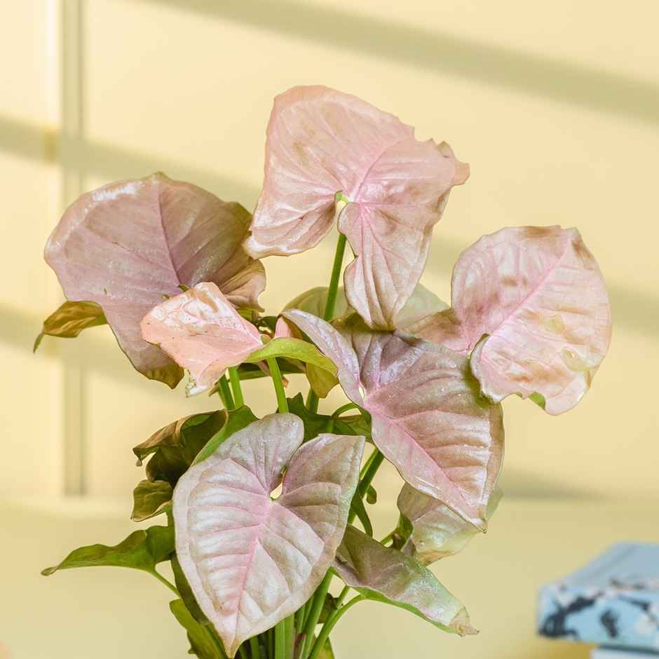 Nurturing Green - Syngonium Pink Plant in Self Watering Pot (Ivory, 8cm x 6.5cm) | Indoor Plants