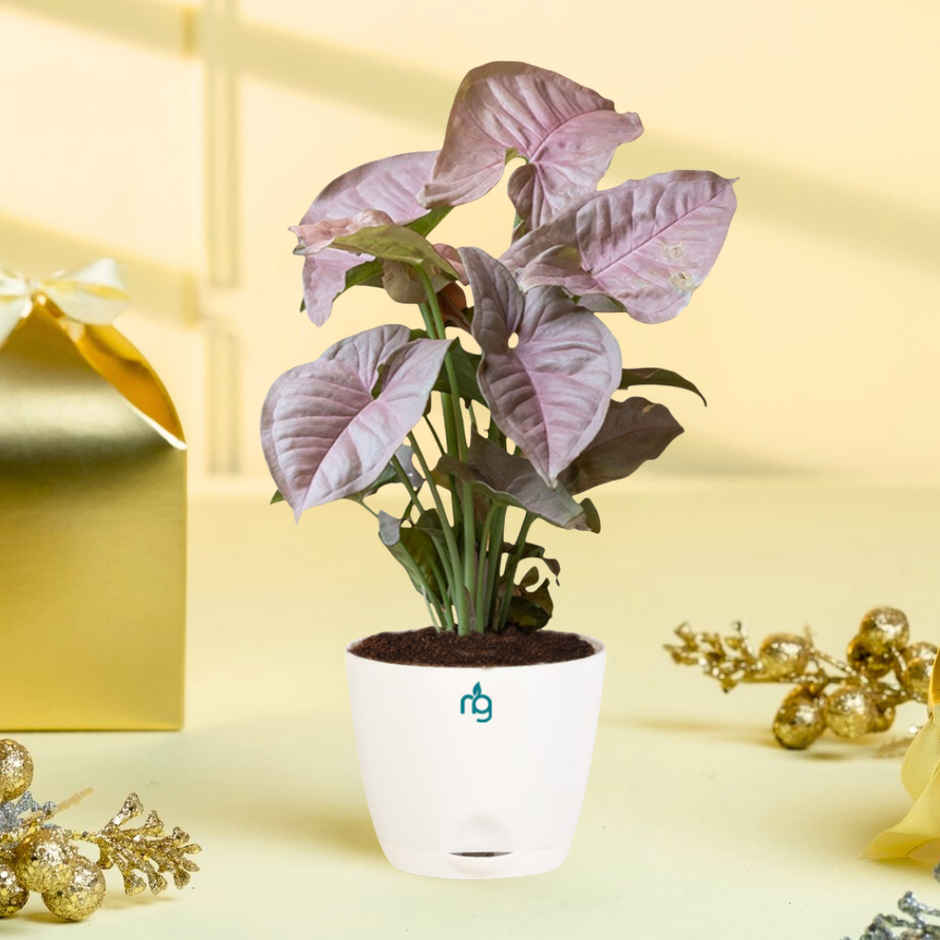 Nurturing Green - Syngonium Plants Gift Combo (Set of 2) for Brithday, Anniversaries Gifting