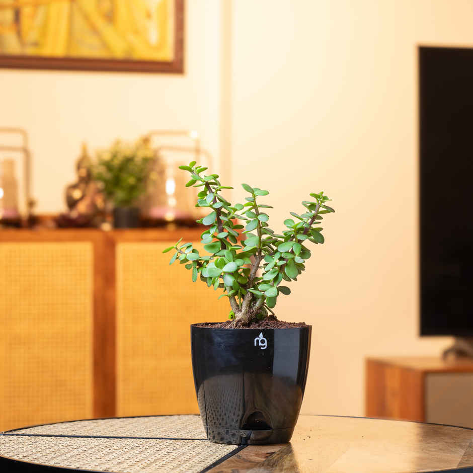 Nurturing Green - Combo of 3 Tabletop Live Plants for Home Décor