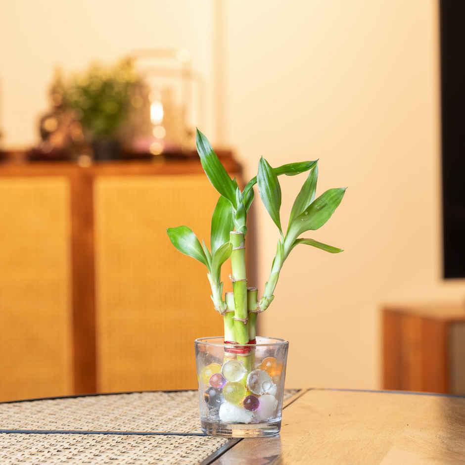 Nurturing Green - Combo of 3 Tabletop Live Plants for Home Décor