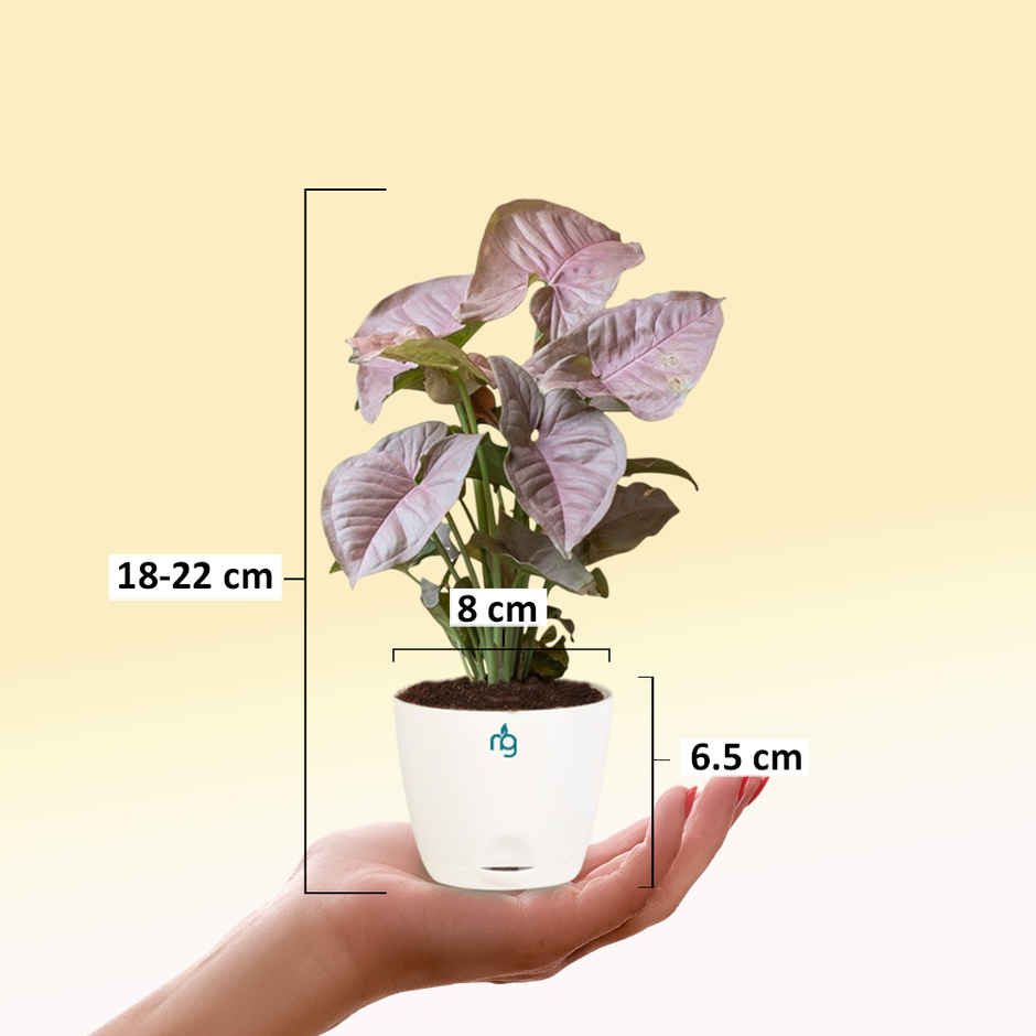 Nurturing Green - Syngonium Pink Plant in Self Watering Pot (Ivory, 8cm x 6.5cm) | Indoor Plants