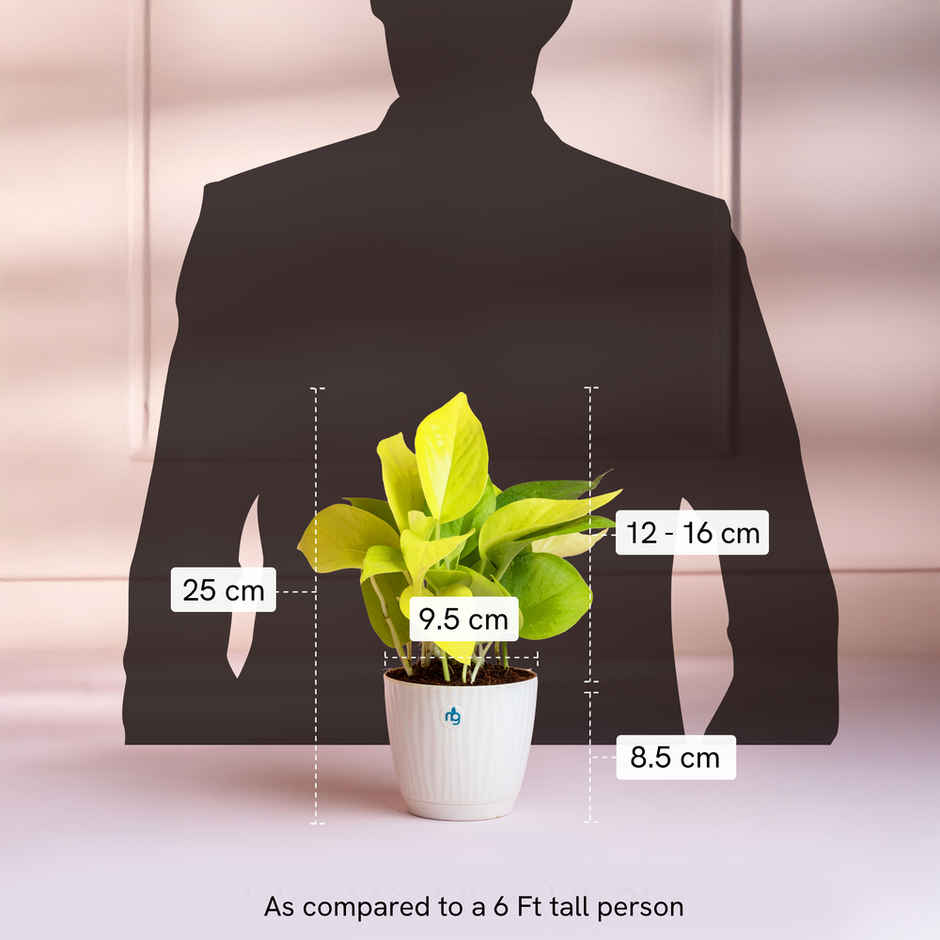 Nurturing Green - Money Plant Gold in Self Watering Pot (Ivory, 9.5cm x 8.5cm) | Indoor Plants