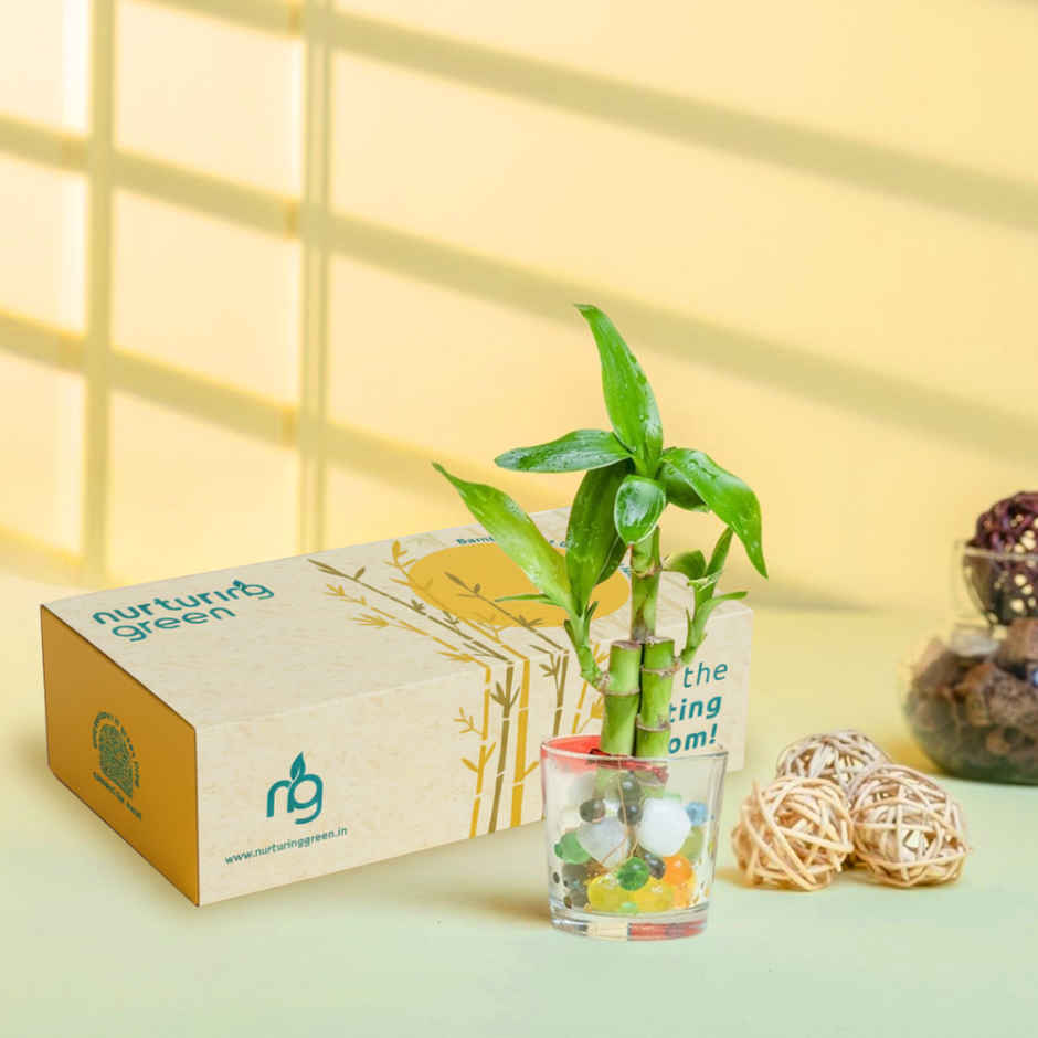 Nurturing Green - Lucky Bamboo Plant (3-Stems) in Glass Pot (6cm x 6cm) | Good Luck Plant Gift