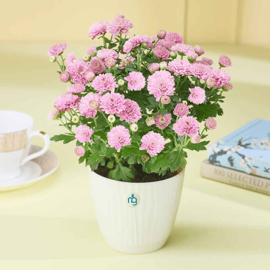 Nurturing Green Chrysanthemum Multiflora Light Pink Flowering Plant in Ivory Pot