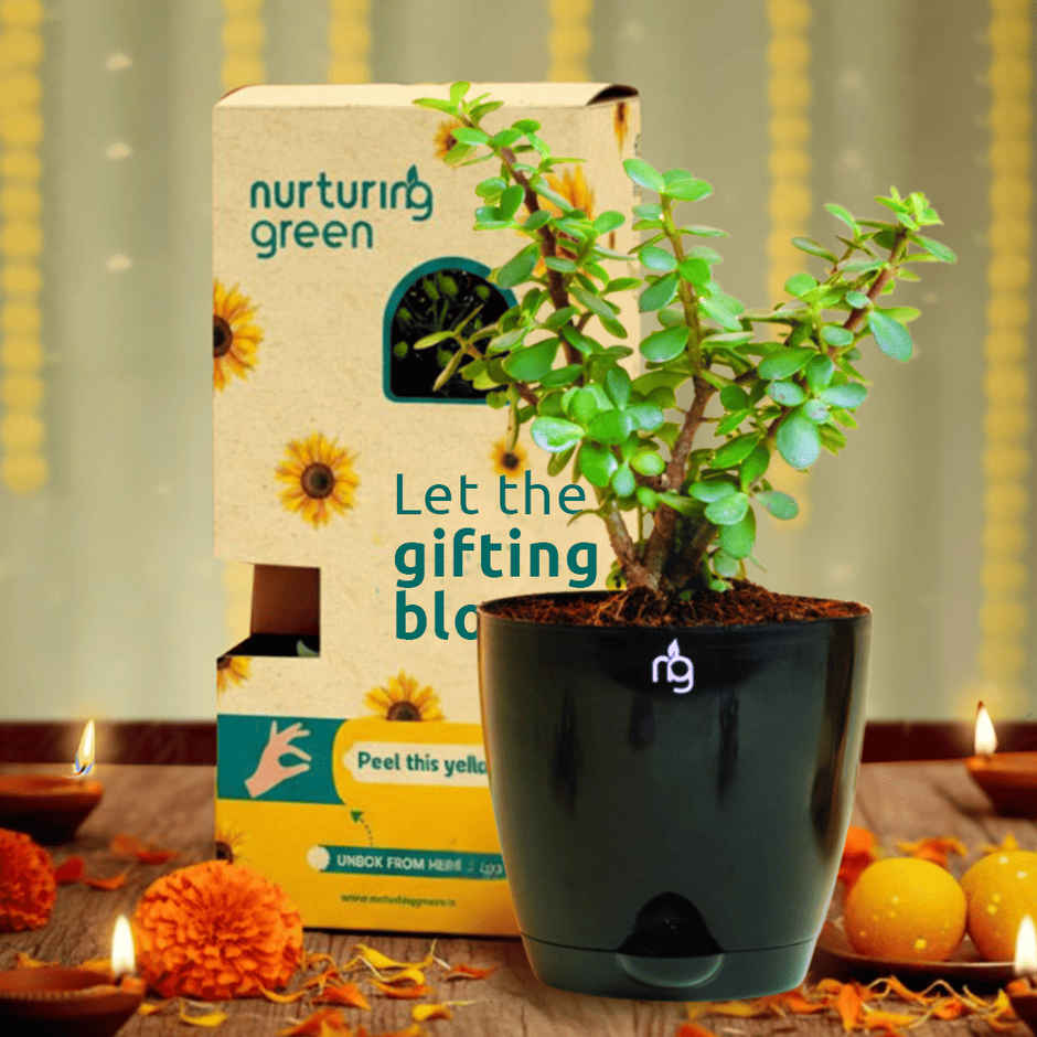 Nurturing Green - Jade Plant in Self Watering Pot (Black, 11.5cm x 11cm) | Lucky Plant Gift