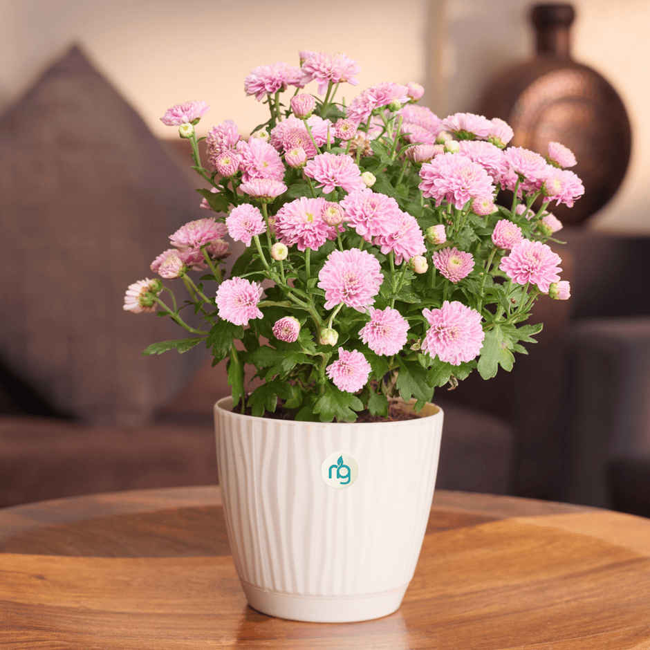Nurturing Green Chrysanthemum Multiflora Light Pink Flowering Plant in Ivory Pot