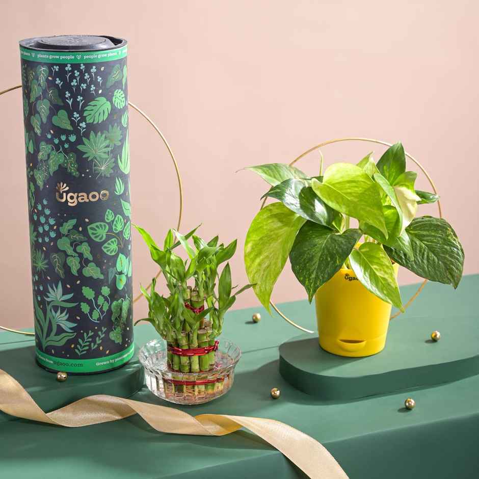 Ugaoo Money Plant Variegated With Self Watering Yellow Pot(1pc) & Ugaoo Two Layer Bamboo Plant(1pc) Combo