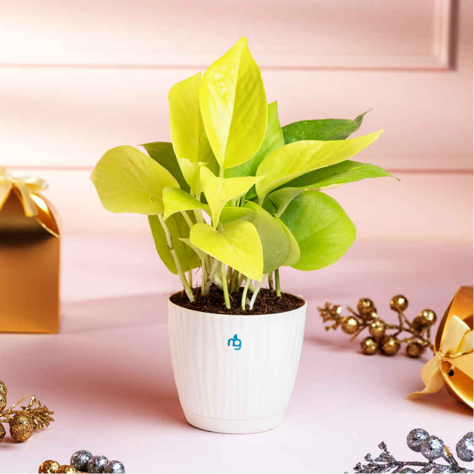 Nurturing Green - Combo of 3 Tabletop Live Plants for Home Décor