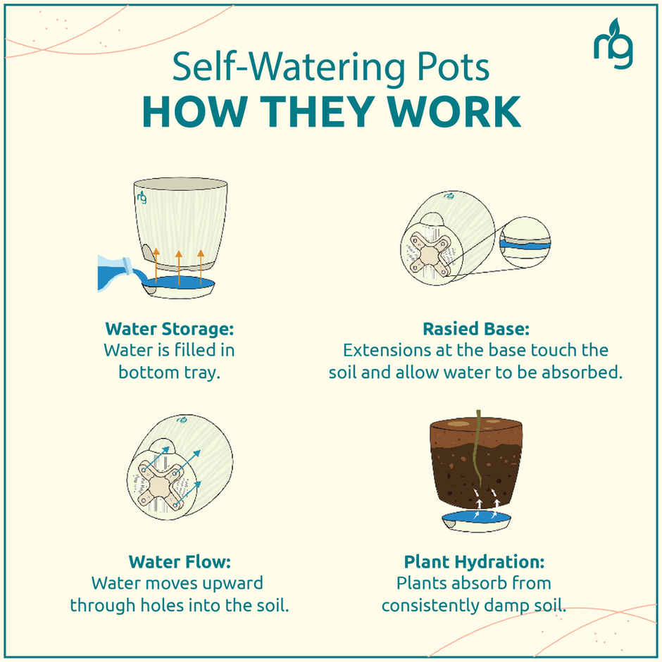 Nurturing Green Chrysanthemum Multiflora Light Pink Flowering Plant in Ivory Pot