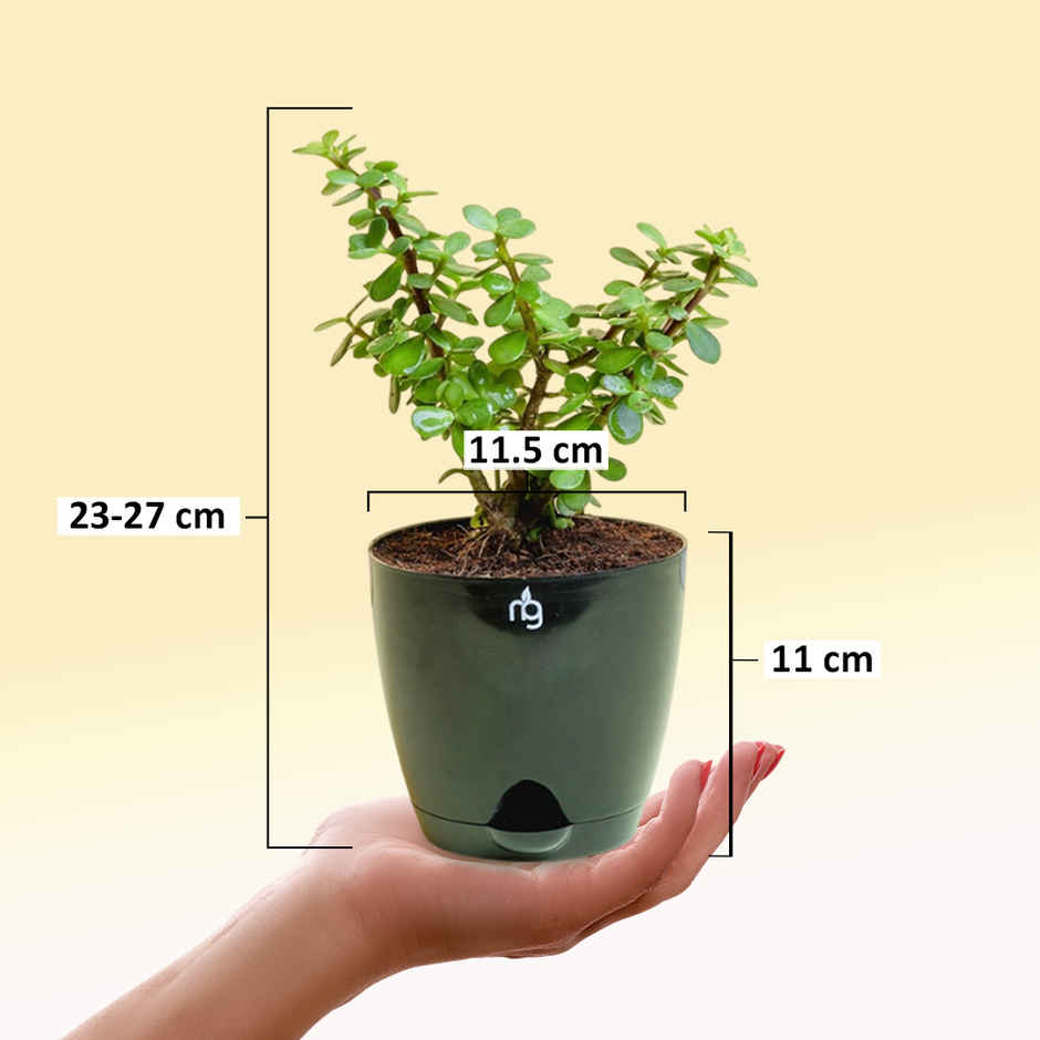Nurturing Green - Jade Plant in Self Watering Pot (Black, 11.5cm x 11cm) | Lucky Plant Gift
