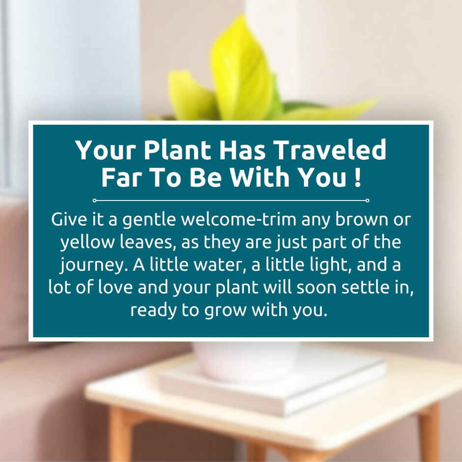 Nurturing Green - Money Plant Gold in Self Watering Pot (Ivory, 9.5cm x 8.5cm) | Indoor Plants