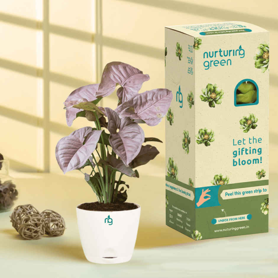 Nurturing Green - Syngonium Plants Gift Combo (Set of 2) for Brithday, Anniversaries Gifting