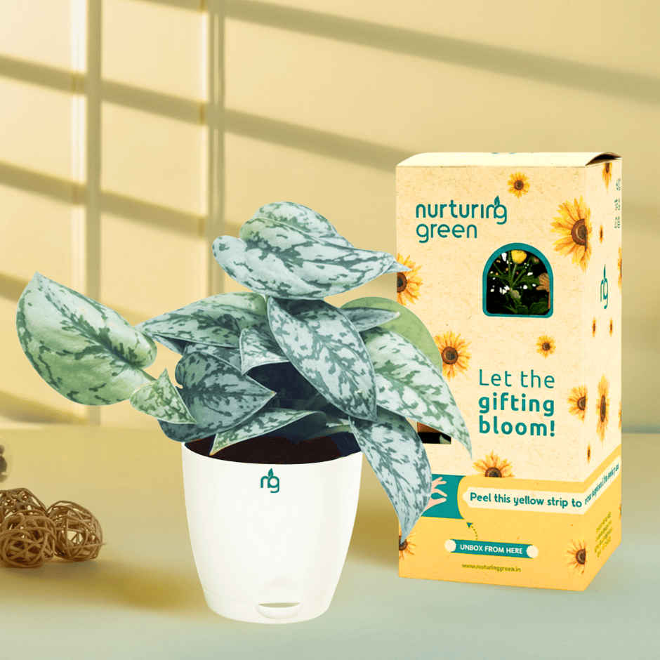 Nurturing Green - Air Purifying Silver Money Plant in Self-Watering Ivory Pot (Size: 11.5 x 11 cm)