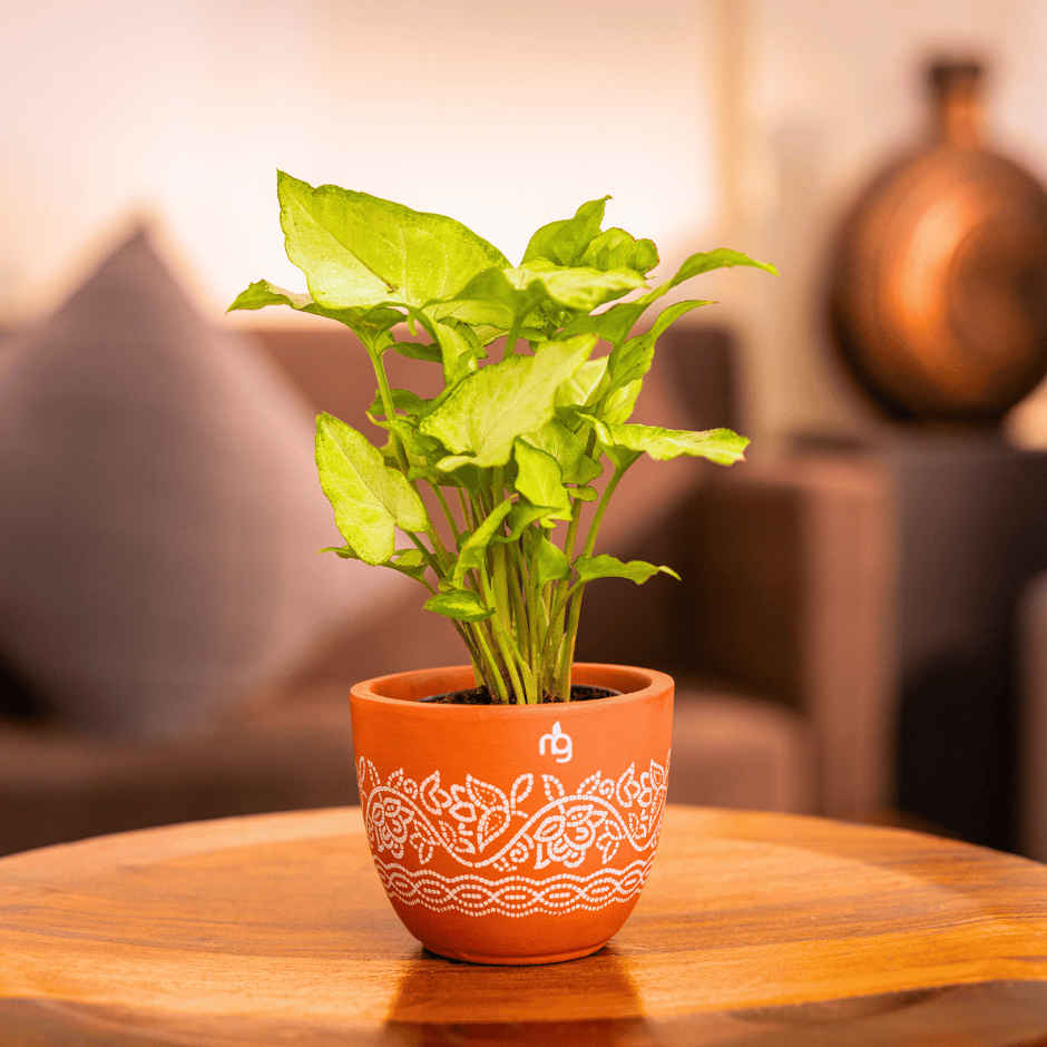 Nurturing Green - Syngonium White Indoor Plant in Printed Terracotta Planter (Size: 10 x 8 cm)