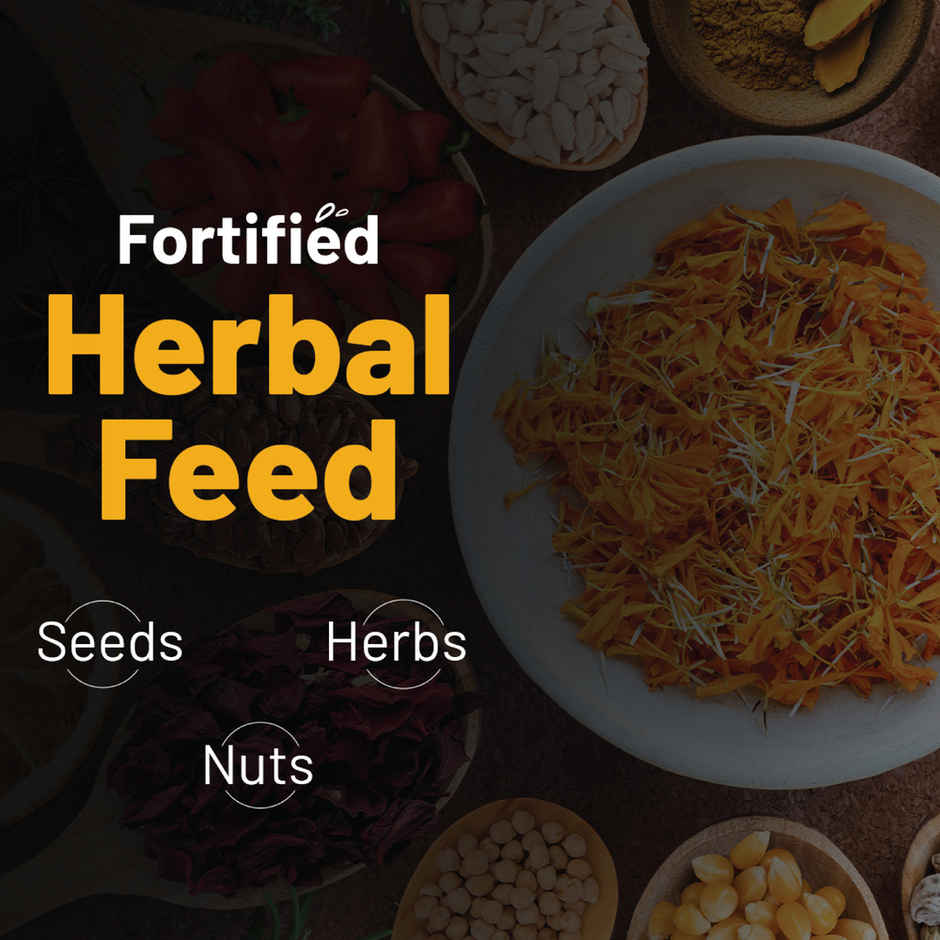 Eggoz Nutra Plus Speciality Eggs with Omega 3 | Selenium and Vitamins