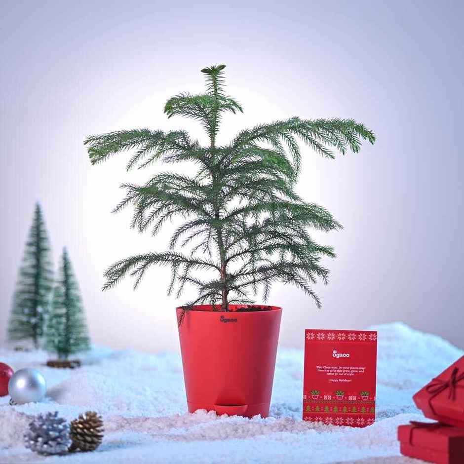 Natural Christmas Tree with Krish Pot 