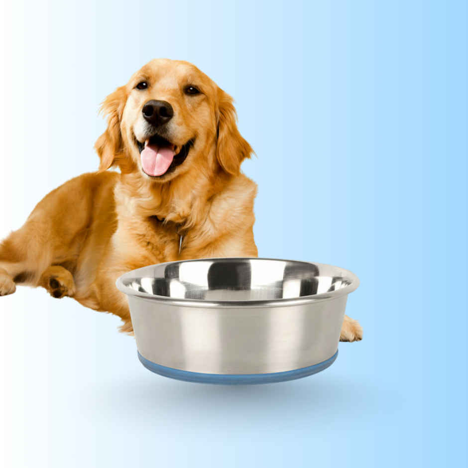 Bearhugs Anti Skid Pet Feeding Bowl - 930 Ml (Medium)